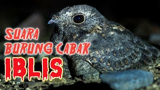 Penuh Misteri - Suara Burung Cabak Iblis