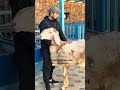 #arashan #арашан #той #арашанкучкорлар #арашанская_порода #rek #farming #animals