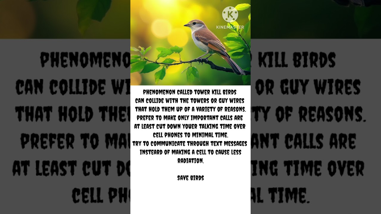 about birds save birds