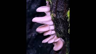 “Rare Ganoderma lucidum Found in Nepal | Fulchowki Mushroom Hunting 🍄”