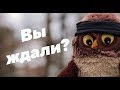 Возвращение блудного филина Иннокентия! (2 сезон 1 серия)