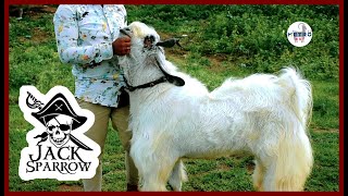 Naughty Kota of Alishaan Goats up For SALE | Aggressive | Pune Series | Metro MGF