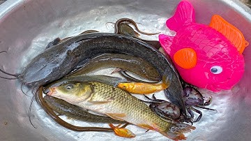 Kem Chanel, mèo hồng lấy xe rùa đi bắt cá được cá chép, cá trê, cá sấu, cá chuối, cá vàng, con cua