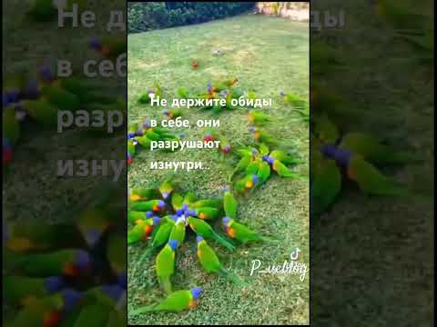 Не держите обиды в себе, они…..