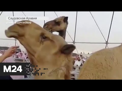 Долой ботокс! Сорок верблюдов выгнали с конкурса красоты в Саудовской Аравии - Москва 24