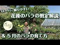 【バラ剪定のモヤモヤ解決します】5月のバラの育て方解説