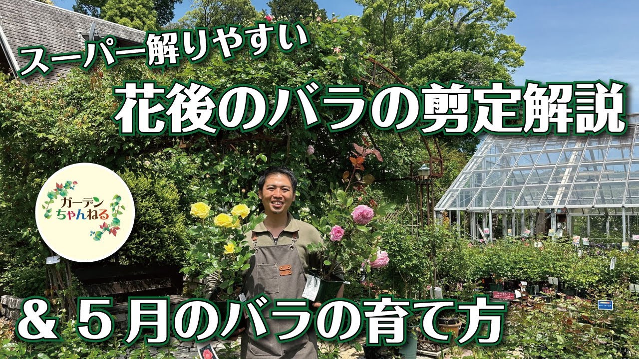 【バラ剪定のモヤモヤ解決します】5月のバラの育て方解説