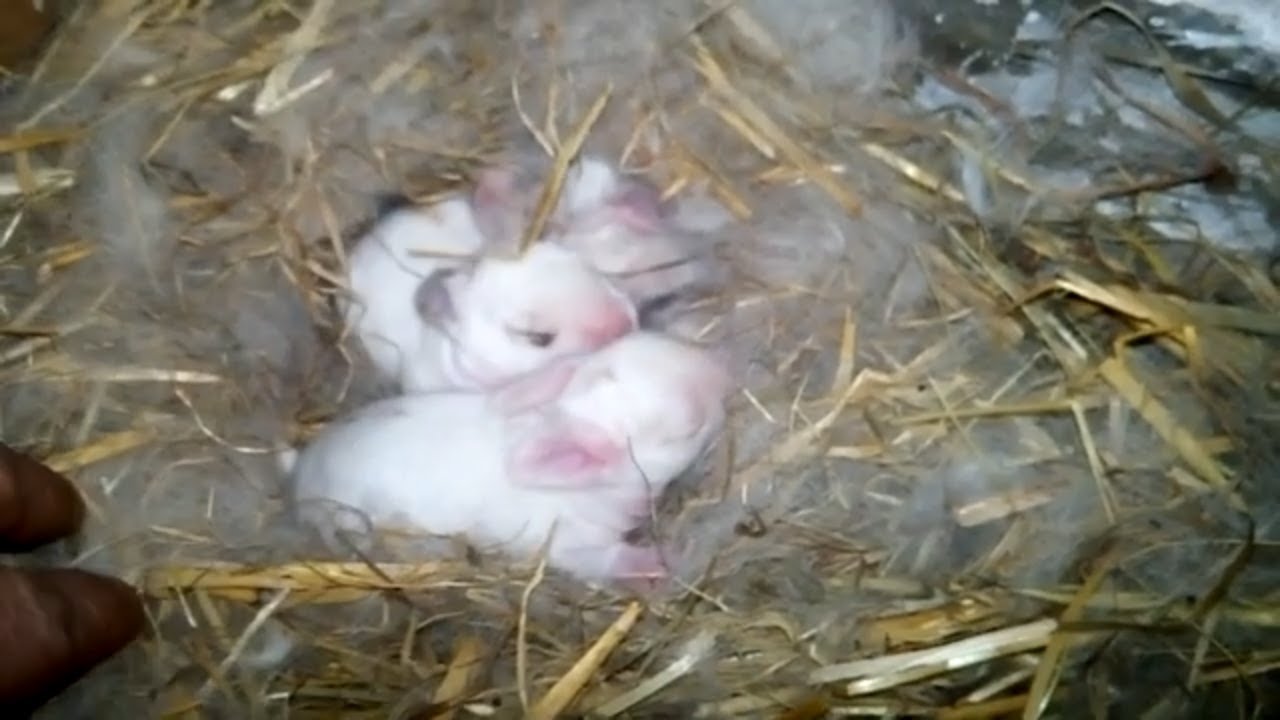Rabbit Bunnies are 1 Week Old Now - YouTube
