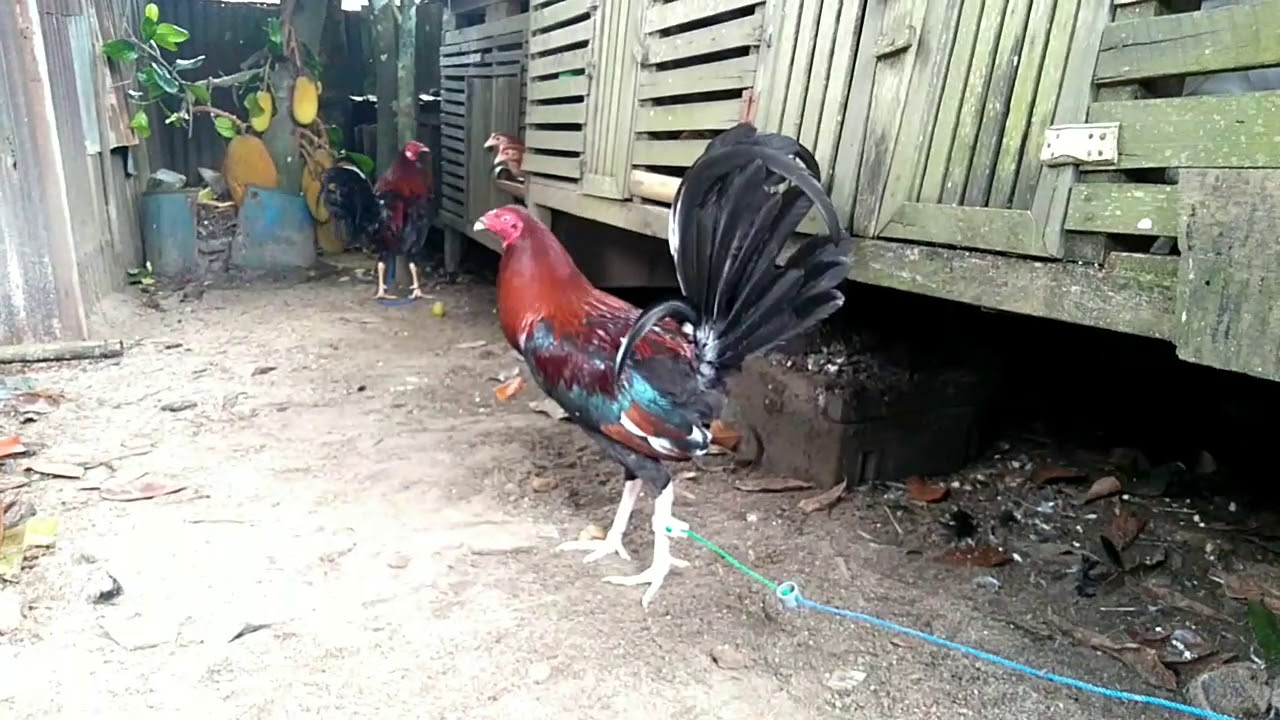 Ayam filipin lokal tarakan (MGF) 