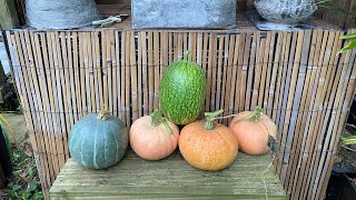 Harvesting my pumpkins /shokher bagan 2023/mishti lau