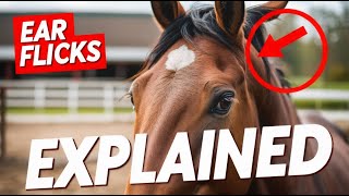 Horse Ear Flicking Explained — What It Really Means