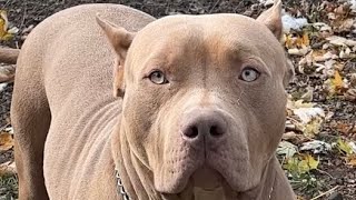 KINGDOM BULLY KENNELS AMERICAN XL BULLIES IN THE YARD #americanbully #xlbully #cutedog