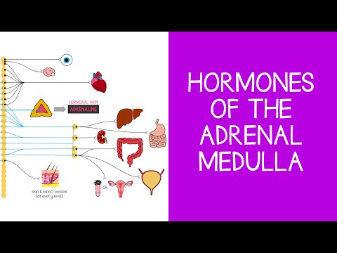 वीडियो: क्या एड्रेनालाईन एक स्टेरॉयड हार्मोन है?