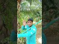 পাম বাগানের সাপ থাকে ভয়ের কিছু নাই #reels #viral #foryou
