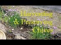 Harvesting & Preserving Chives
