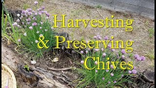 Harvesting & Preserving Chives