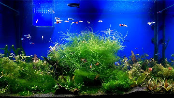 Aquarium light day cycle by Arduino Nano