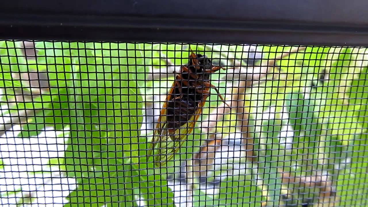 thelope.com - M tredecula Brood XIX cicada calls from terrarium