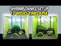 3 breeding shrimp tanks setup for caridina step by step 12 weeks shrimp tank cycle