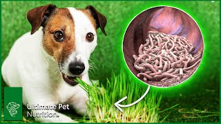 How To Improve Dog Gut Health - 4 Simple Ways To Do It | Ultimate Pet Vet by Ultimate Pet Nutrition 6,099 views 1 year ago 2 minutes, 10 seconds