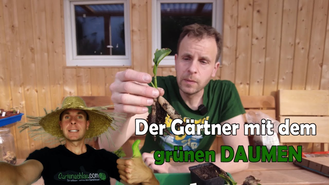 Strelitzia aus Samen: So entwickeln sich die Jungpflanzen