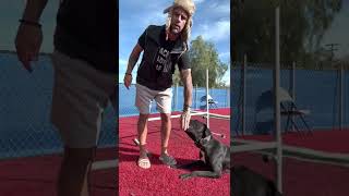 Teaching my dog to ARMY CRAWL