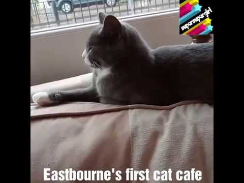 The Mad  Catter  Cafe  in Eastbourne  YouTube