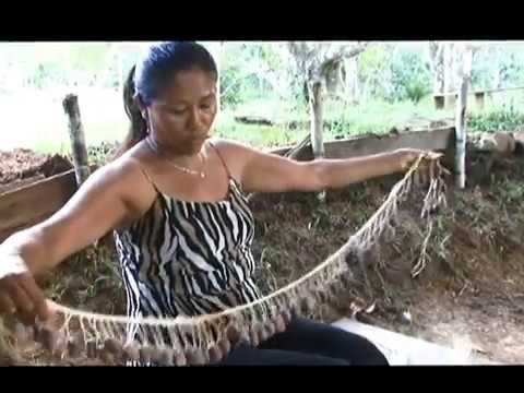 Danzas Tradicionales De Los Hijos De La Coca La Chorrera