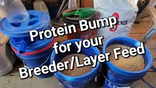How to make  High Protein Quail Breeder / Layer Feed