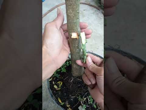 Kỹ thuật ghép và chăm sóc cây mới nhất – The latest technique of grafting and tree care #0745