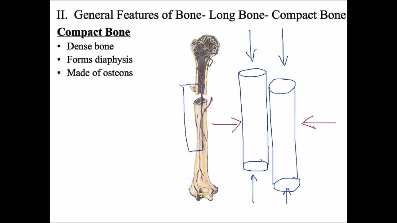 Types of Bone Compact vs Spongy - YouTube