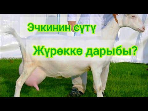 Video: Эчкинин сырын кантип жасаш керек