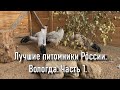 Лучшие питомники России. Вологда часть 1. Разведение фазанов и попугаев.