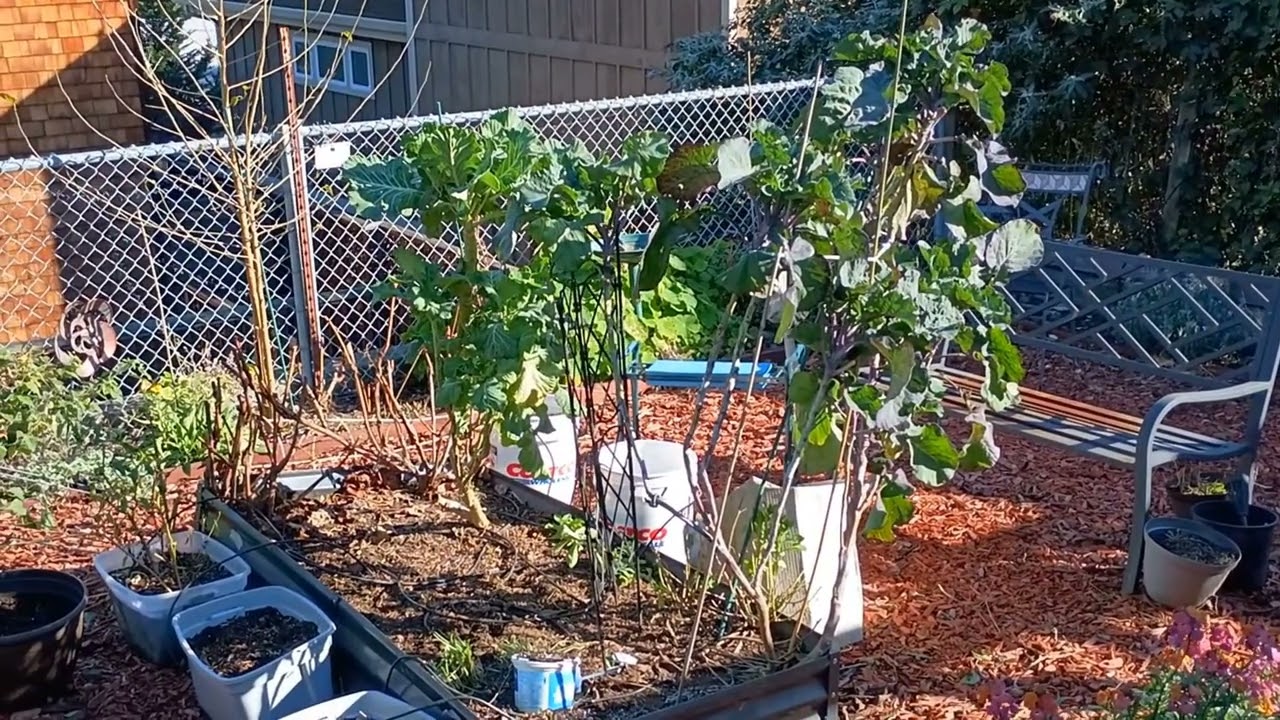 My January 2026 Garden