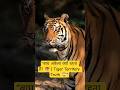 “बाघ अकेला क्यों रहता है? 🐯 | Tiger Territory Truth 😱” Social Structure #tigerfacts #wildlifefacts
