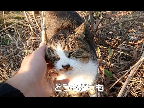 野良猫 な つく