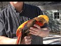 A Little about the Golden Pheasant