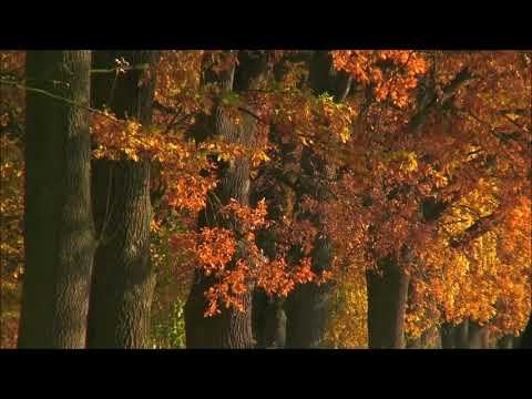 Mircea Baniciu - Frunza