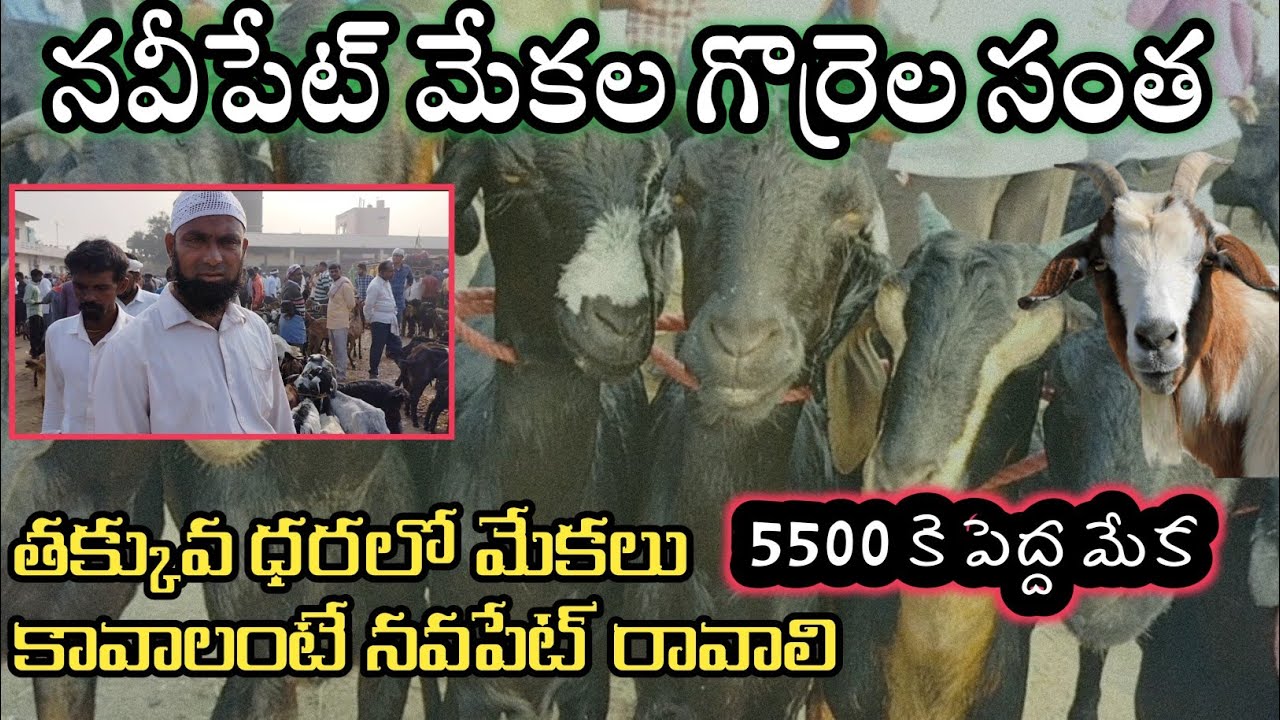 navipet bazar || నవీపేట్ మేకల సంత లో తక్కువ ధరకే మేకలు  @Farming school