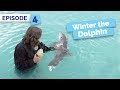 Winter Loses Her Tail - Winter the Dolphin: Saving Winter - Episode 4