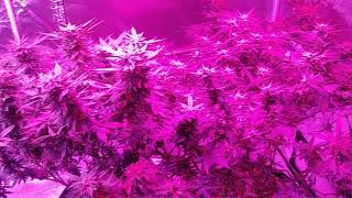 Transplanting and talking about picking the proper strain for your environment