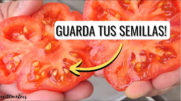 ¿Se pueden guardar semillas de tomate para plantarlas el año que viene?