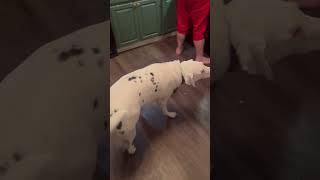 Special Dog Successfully Navigates to Find Owner