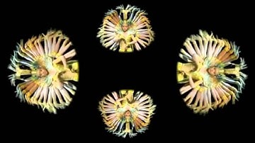 UMBERLOID - Neon Tetra, Holographic Animation For Use With HoloQuad Pyramid Hologram MMD