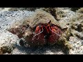 Snorkeling lembeh at serena west and critter hunt  2023