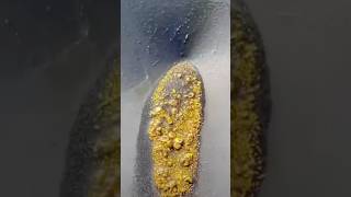 Gold Prospecting 🔥 new zealand 📍