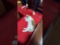 大好きなひもだけ、なんとか絡む#ねこのいる暮らし #ねこ動画 #ねこのいる生活