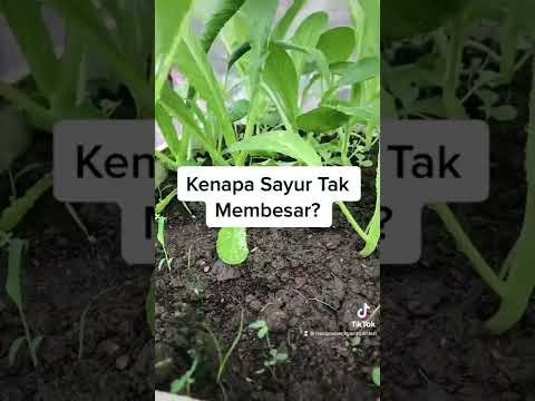 Video: Isu Kebun Sayuran - Petua Untuk Merawat Masalah Sayuran Biasa