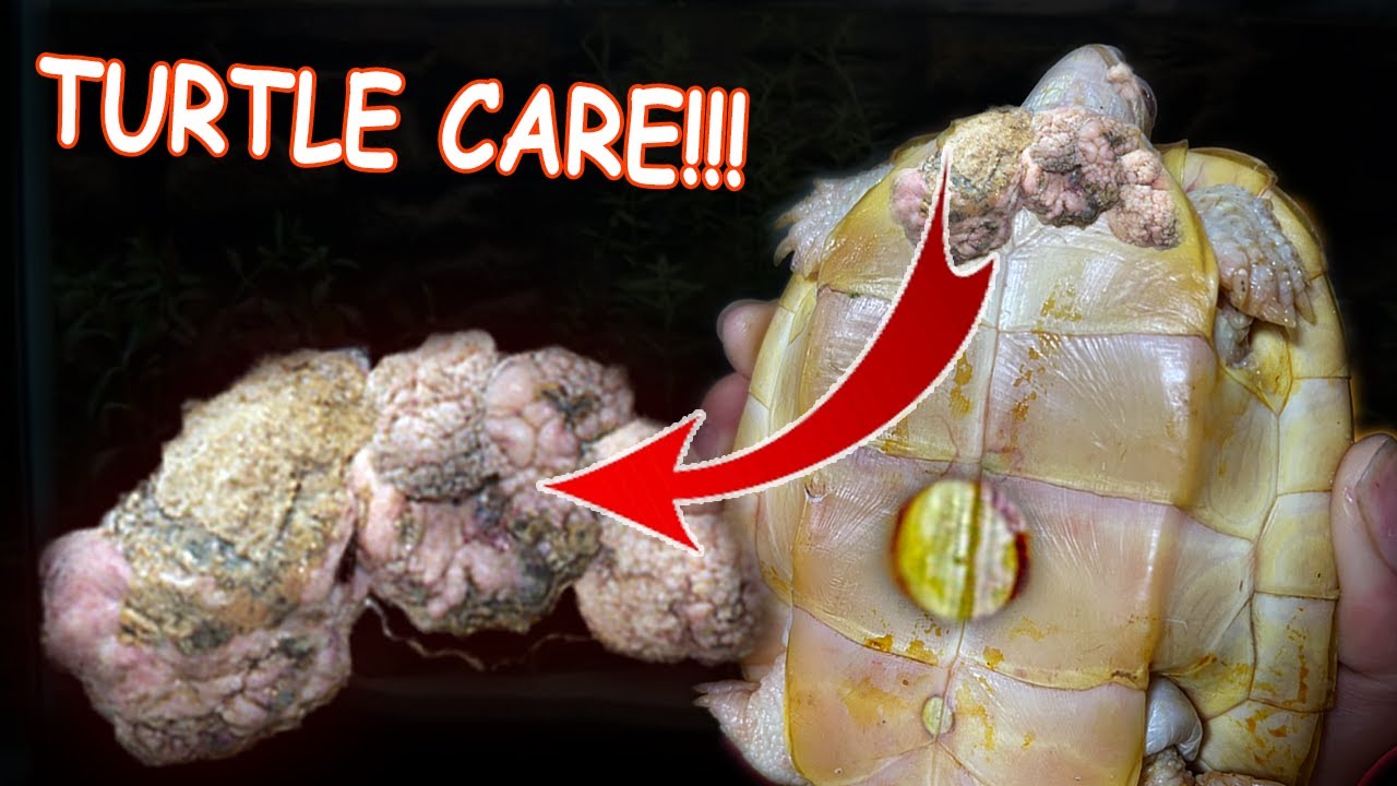 How To Take Care Of Baby Turtle | Albino Redear Slider Turtles | Part 1 ...