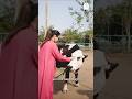 Parvati’s Freedom Story: Rescued from Dairy Cruelty | Sustainable Tea with Shreya